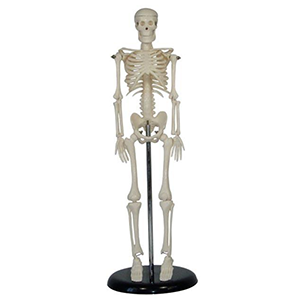 45CM Mini Skeleton